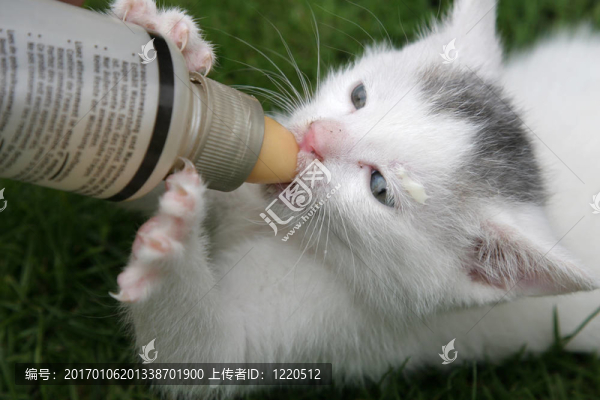 被喂奶瓶的小貓