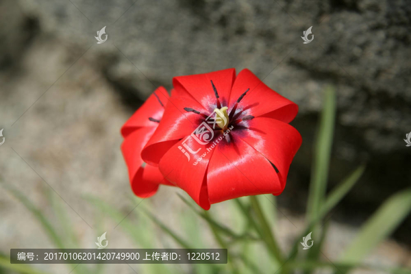 紅色的花