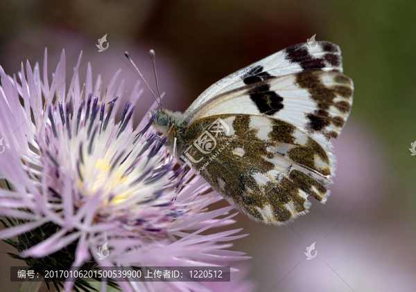 白色的蝴蝶-匯圖網(wǎng) www.fosd68.com 白色的蝴蝶