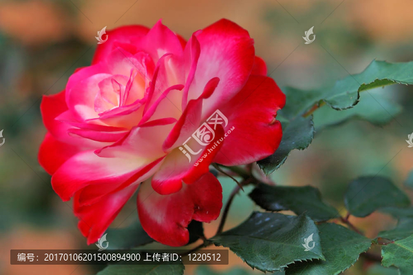 玫瑰