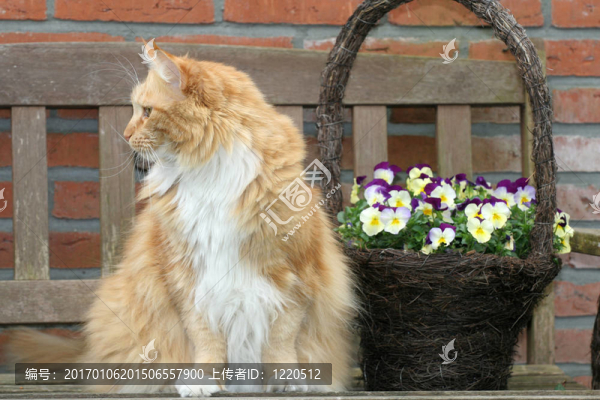 貓和flowerbasket