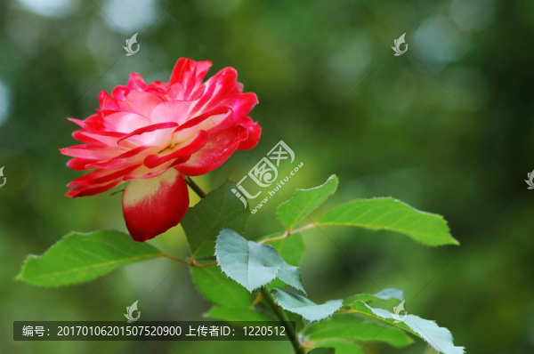 太陽(yáng)里的玫瑰