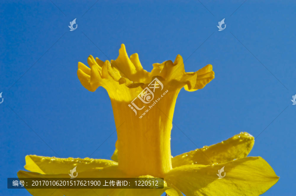 水仙的花