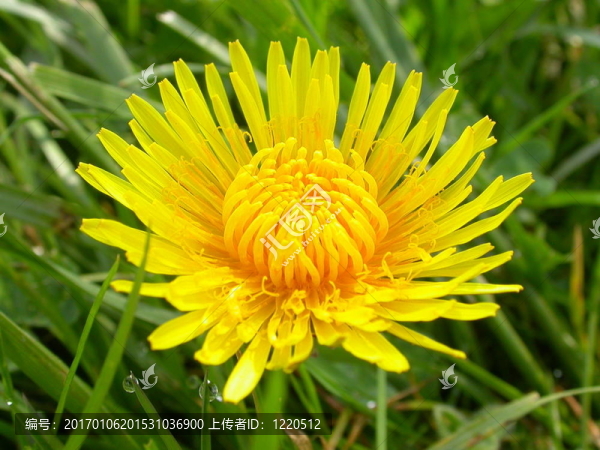 dandelion2