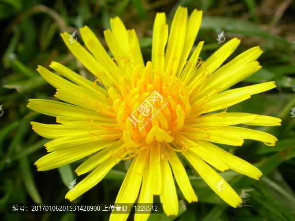 dandelion3