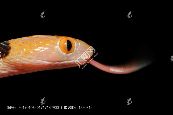 虎蛇