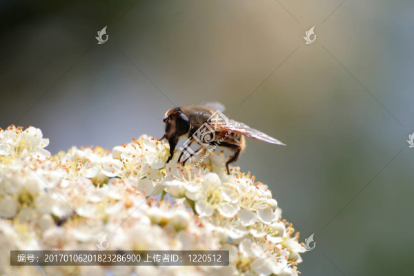 蜜蜂