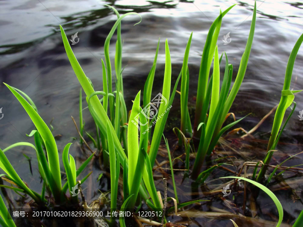 草-匯圖網(wǎng) www.fosd68.com 草