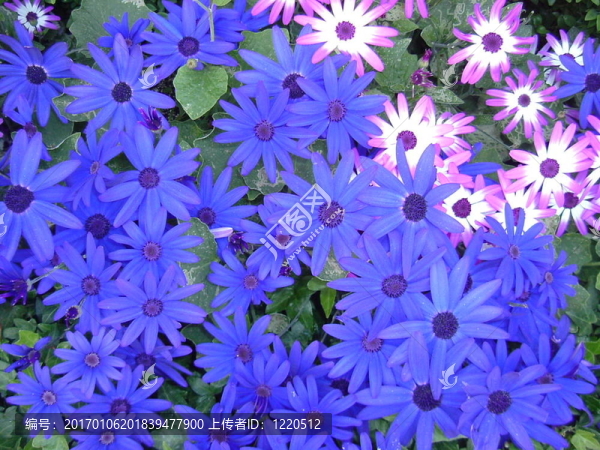 紫色的花