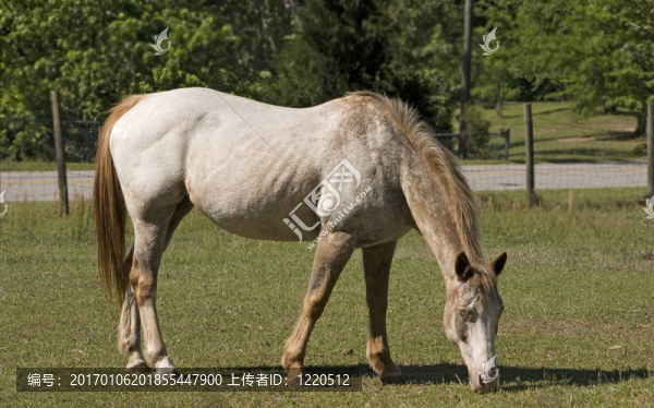 阿皮母馬放牧-匯圖網(wǎng) www.fosd68.com 阿皮母馬放牧