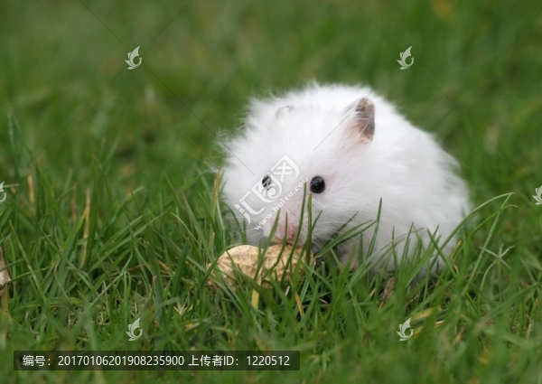 倉(cāng)鼠找到了一個(gè)花生