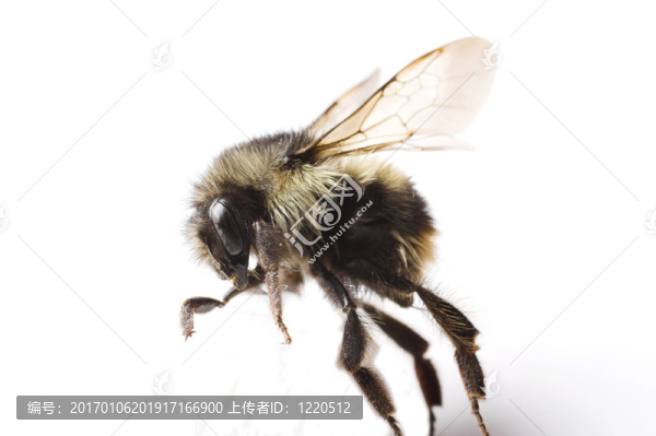 蜜蜂試圖行走