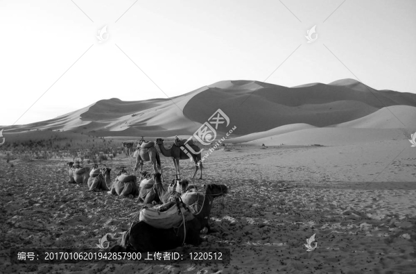 駱駝休息