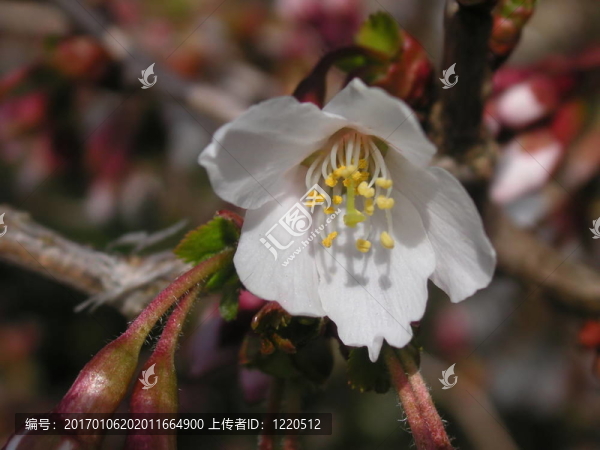 白色的花