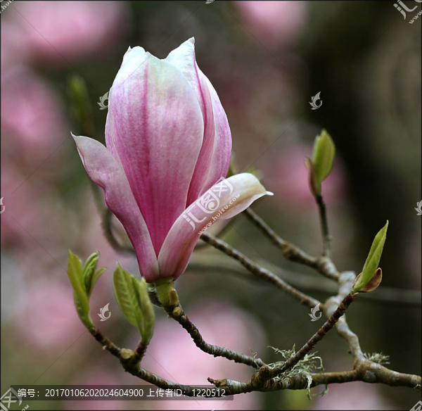 粉紅色的花1