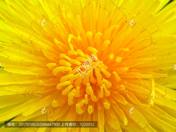 dandelion4-匯圖網(wǎng) www.fosd68.com dandelion4