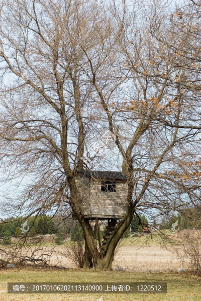 樹屋