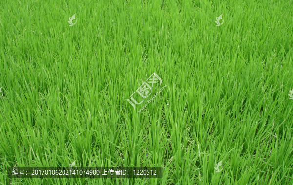綠色的草