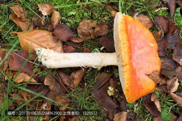 墮落的毒菌