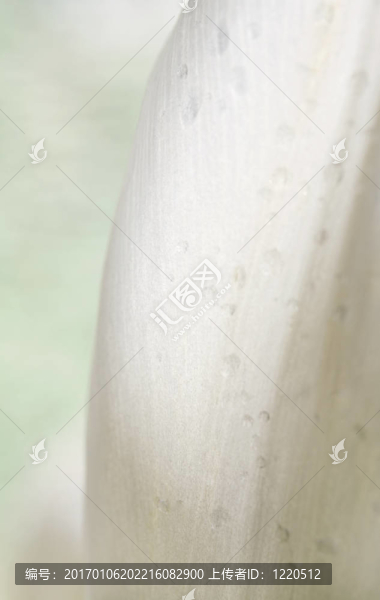 摘要郁金香17