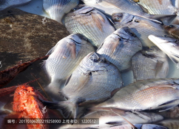 新鮮的海鮮