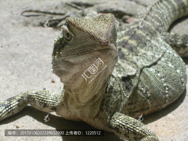 松獅蜥