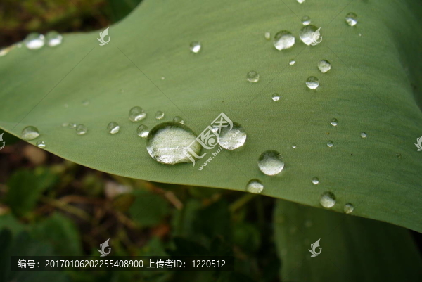 郁金香葉子