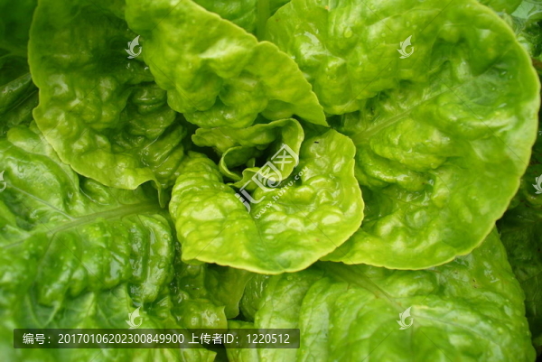 綠色植物