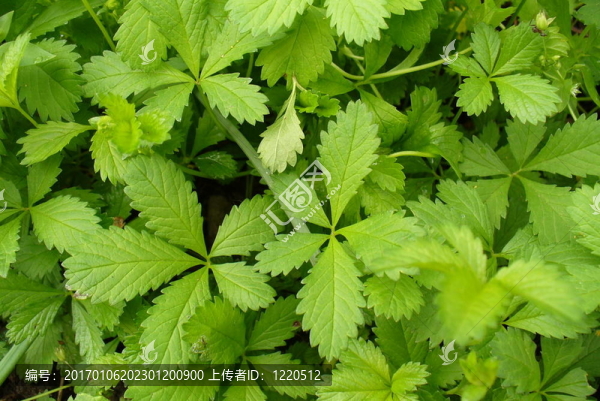 綠色植物-匯圖網(wǎng) www.fosd68.com 綠色植物