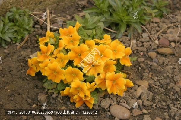 黃色的報春