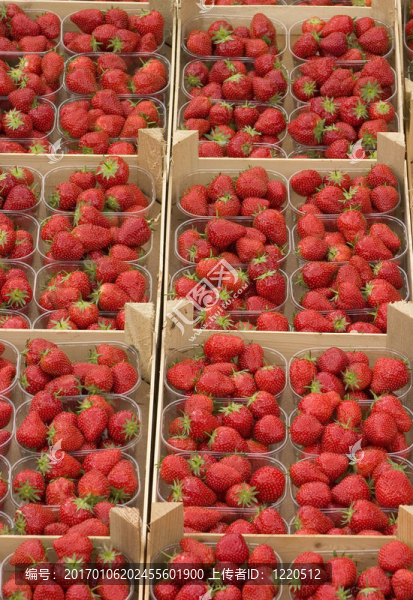 Strawberry的籃子