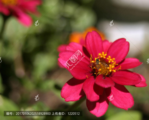 Zinnia和蜜蜂的水平