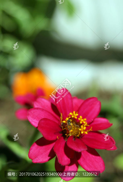 Zinnia和蜜蜂垂直