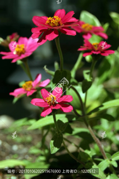 百日草花園