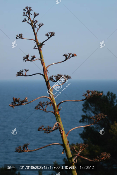 在海灘上的仙人掌