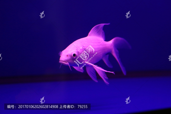金魚