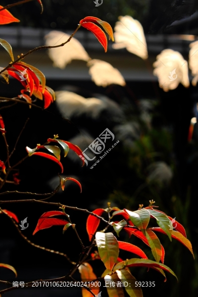 I紅葉