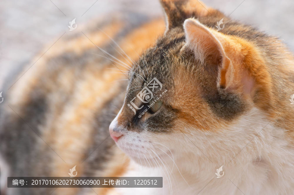 貓形特寫（戶外）