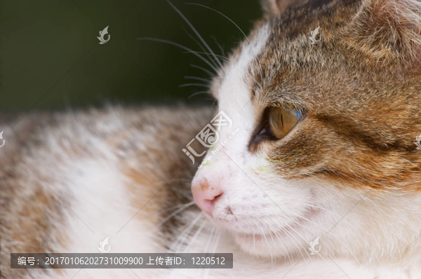 貓形特寫(戶外)-匯圖網(wǎng) www.fosd68.com 貓形特寫(戶外)