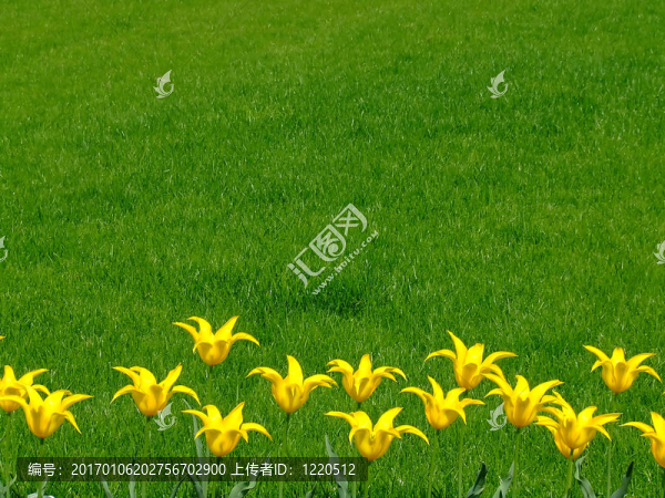 一束黃色的花