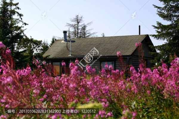 小屋在Fireweed