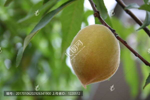 不成熟的桃子