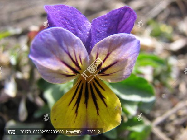 春天的花朵