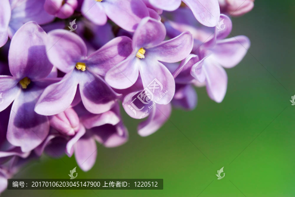 丁香花