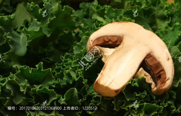 蘑菇