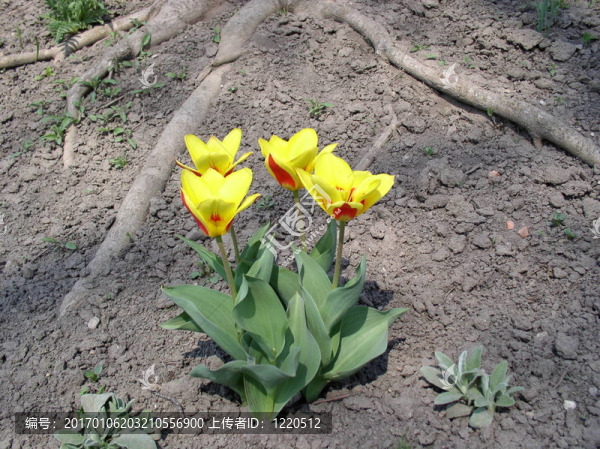 tulips2