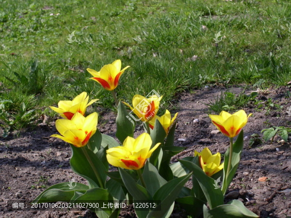 TULIPS1