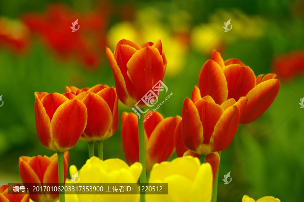 春天的花朵