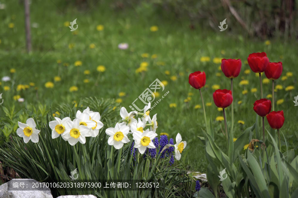 春天的花園