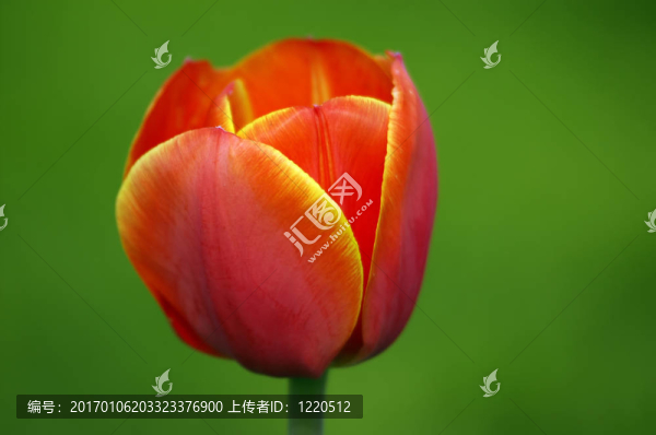 橙色郁金香的花萼
